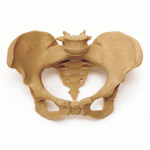 PELVIS