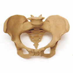 PELVIS