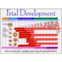 FETAL DEVELOPMENT