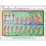 TIMELINE OF PREGNANCY