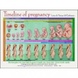TIMELINE OF PREGNANCY